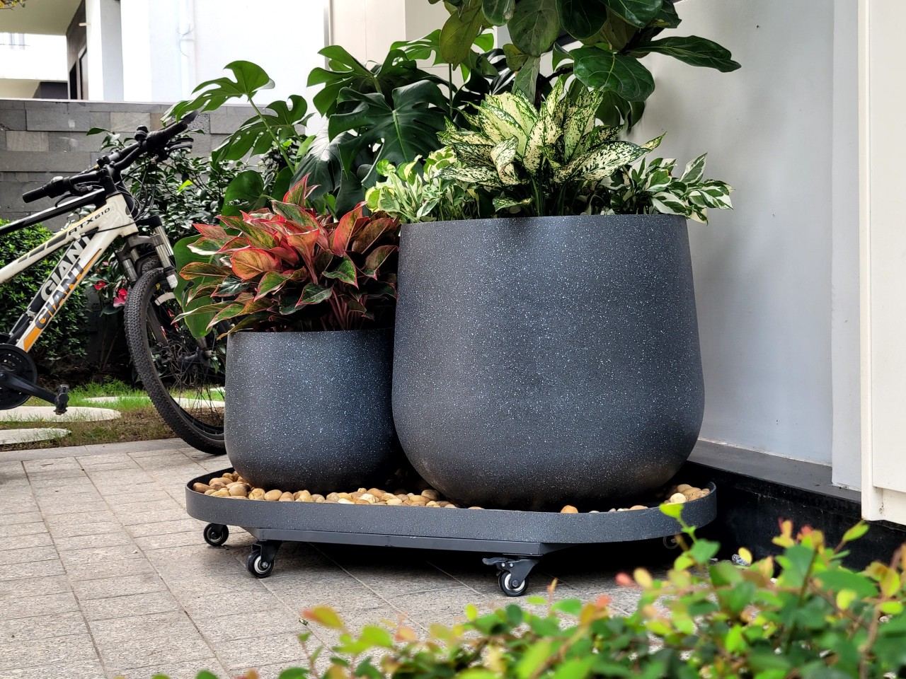 Chậu tiểu cảnh composite sợi thủy tinh