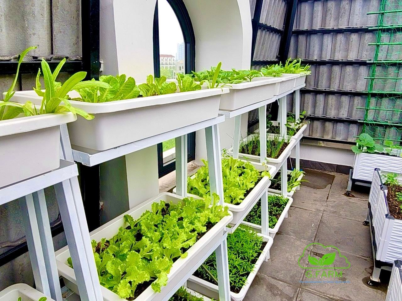 Vườn rau chị Bích Khu đô thị ciputra