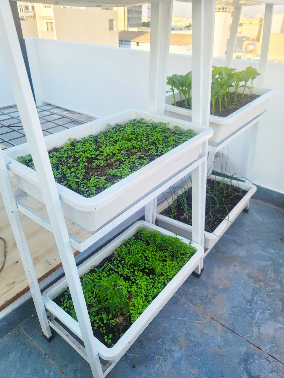 Vườn cây sân thượng chị Nga Phố Nối Hưng Yên