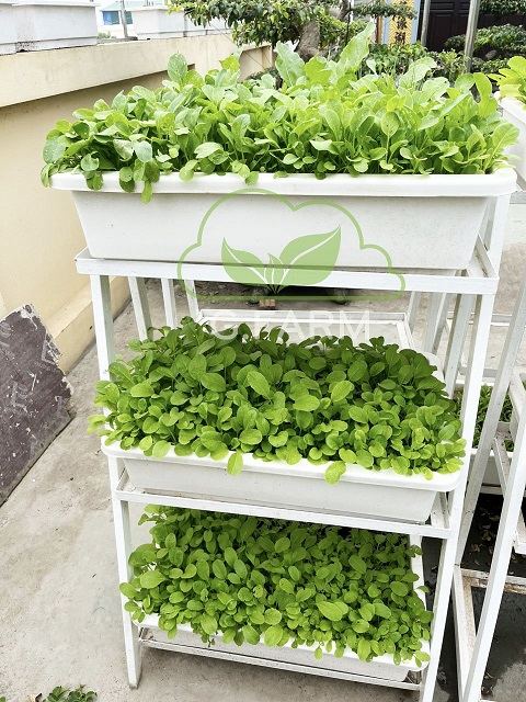 Vườn rau sạch sân thượng