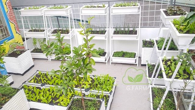 Vườn rau sạch sân thượng