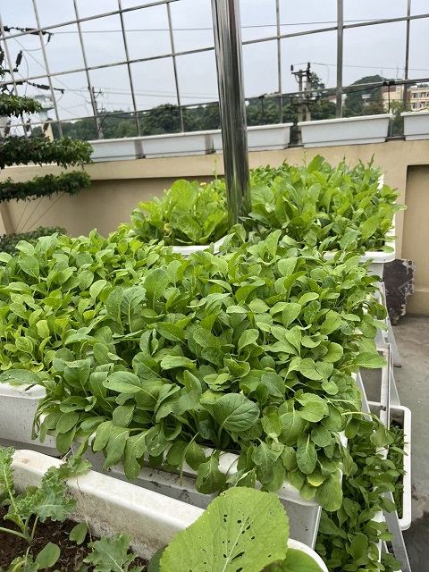 Vườn rau sạch sân thượng