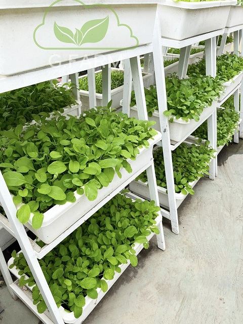 Vườn rau sạch sân thượng