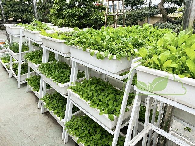 Vườn rau sạch sân thượng