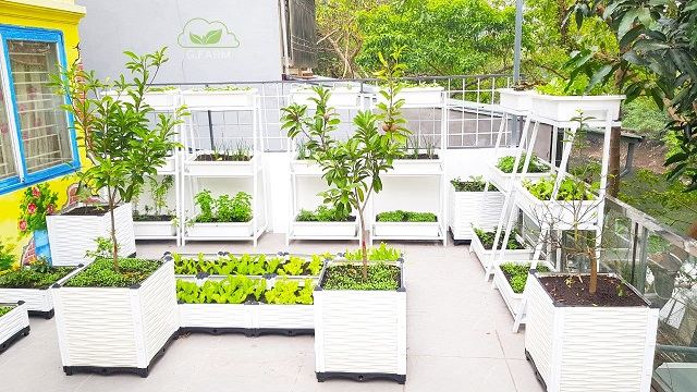 Vườn rau sạch sân thượng
