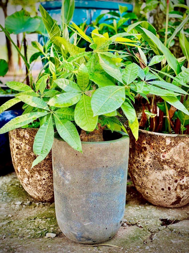 Chậu gốm Tây, gốm men Tây và gốm Alantic nhà Gfarm