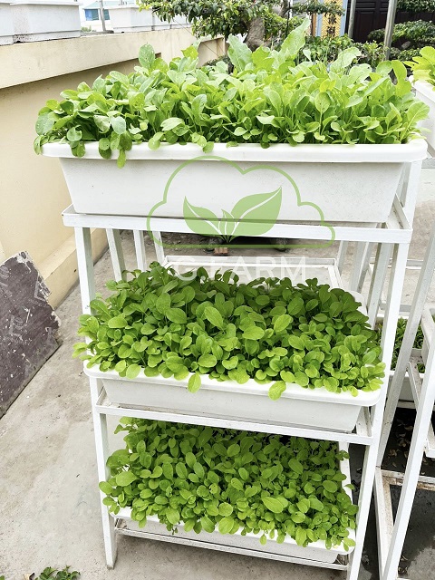 Thiết kế và Thi công vườn rau xanh trên sân thượng tuyệt đẹp