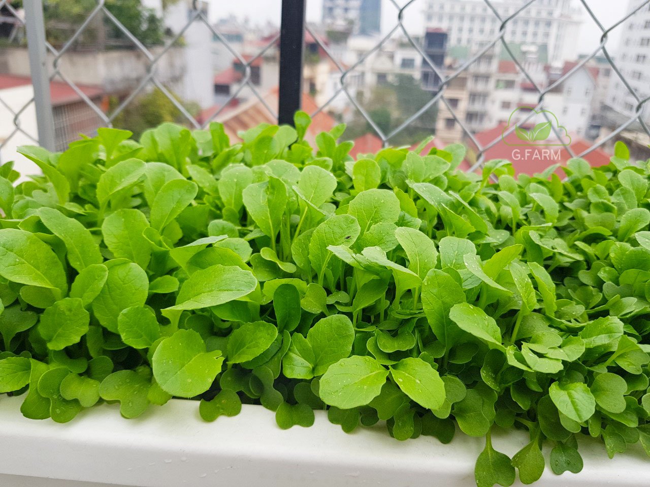 Thiết kế và Thi công vườn rau xanh trên sân thượng tuyệt đẹp