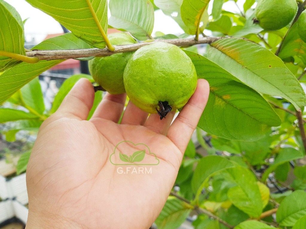 vuon-cay-an-qua-san-thuong