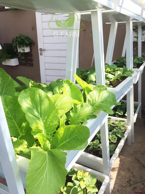 Vườn rau xanh tuyệt đẹp