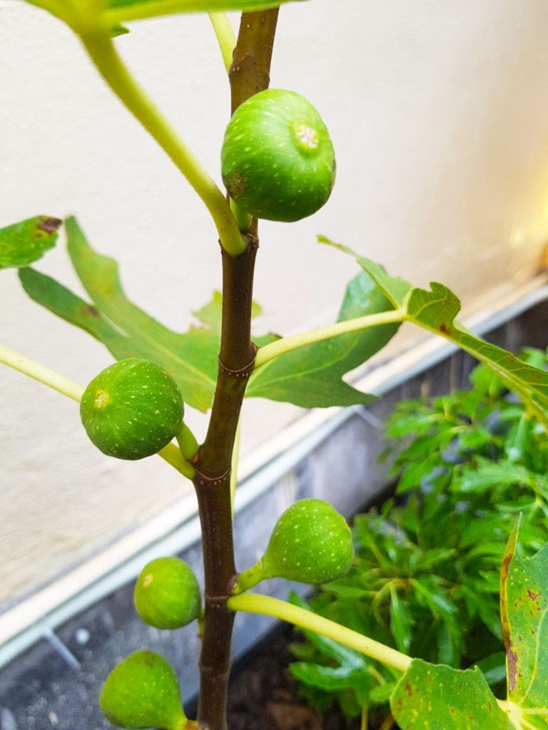 Vườn rau sân thượng- Phố Huỳnh Thúc Kháng- Hà Nội
