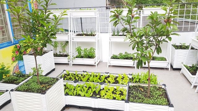 Vườn rau xanh tuyệt đẹp