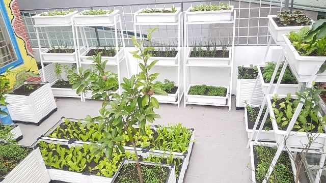Vườn rau xanh tuyệt đẹp