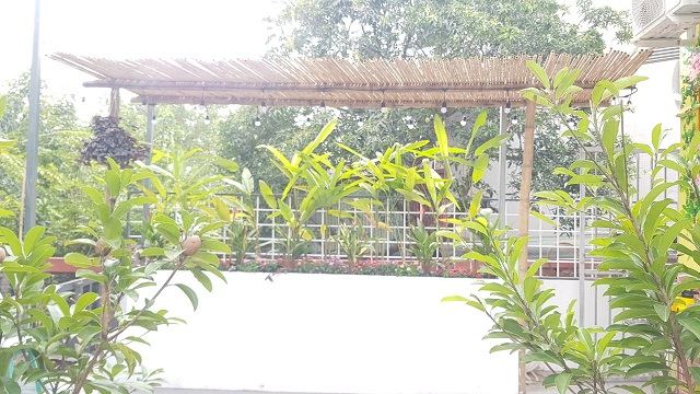 Vườn rau xanh tuyệt đẹp